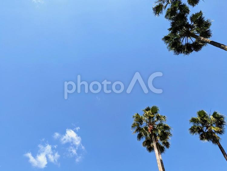 青空とヤシの木 青空,ヤシの木,南国の写真素材