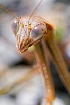 こちらを睨むオオカマキリ成虫 こちらを睨むオオカマキリ成虫の写真