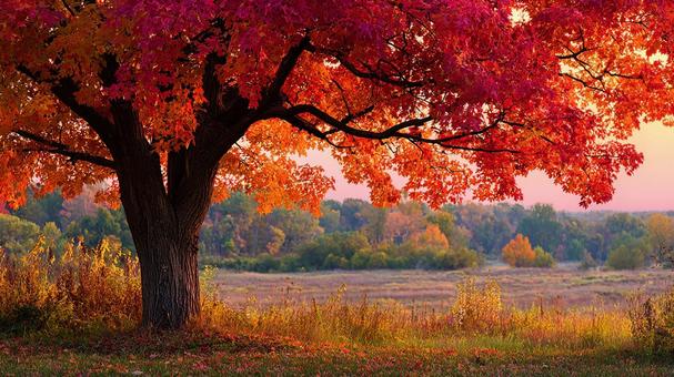 美しき紅葉の大パノラマ 美しき紅葉の大パノラマの写真