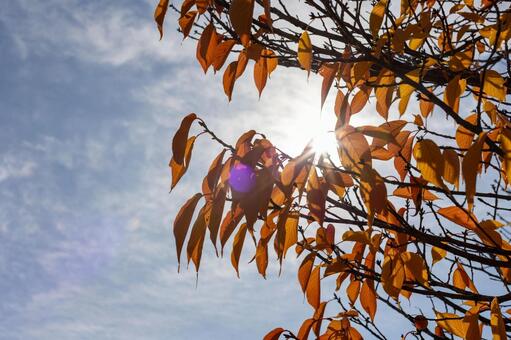秋の空の下で 秋,もみじ,木の写真素材