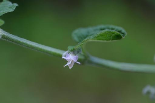 ヒキオコシの花 ヒキオコシの花 ヒキオコシ,シソ科,多年草の写真素材