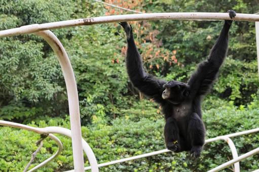 フクロテナガザルの写真