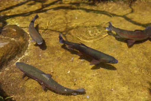 夏の川魚 夏の川魚の写真
