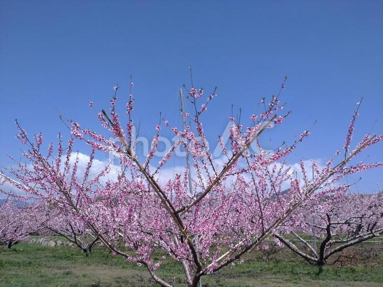 桃の花4 桃,桃の花,春の写真素材