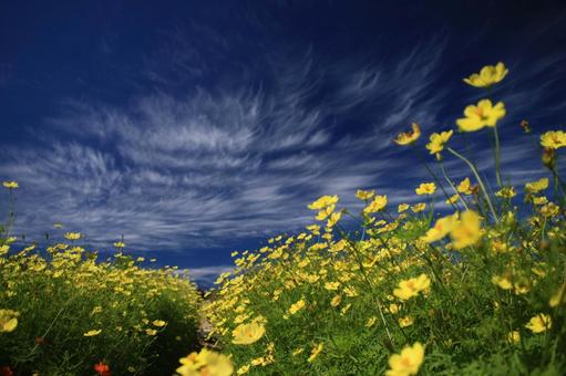 秋の雲と黄色のコスモスの写真