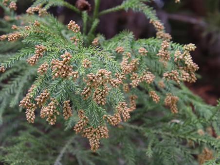 花粉シーズン到来 花粉シーズン到来 スギ,花粉,樹木の写真素材