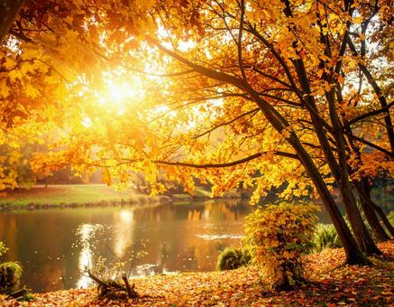 紅葉と池 紅葉と池の写真