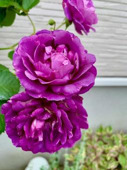 紫の薔薇ミッドナイトブルー 紫の薔薇ミッドナイトブルー 薔薇,バラ,ガーデニングの写真素材