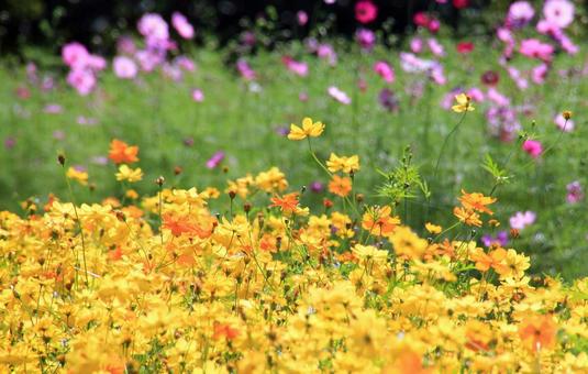 秋晴れに映えるキバナコスモスの花畑 コスモス,キバナコスモス,花畑の写真素材