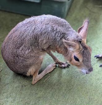 マーラ マーラ,動物,かわいいの写真素材