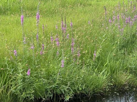 エゾミソハギの赤紫の花 エゾミソハギの赤紫の花の写真