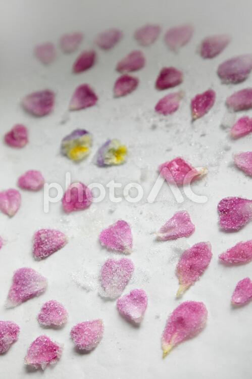 薔薇の花びら砂糖漬け 花びら,砂糖,砂糖漬けの写真素材