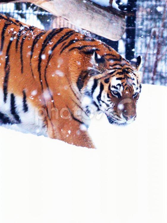 動物園で人気のアムールトラ 動物園で人気のアムールトラ 寅,茶,肉の写真素材