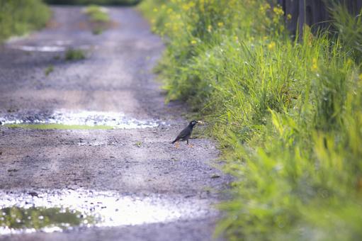 ムクドリ ムクドリの写真
