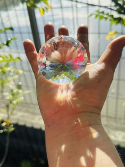 手のひらの希望 手のひらの希望の写真