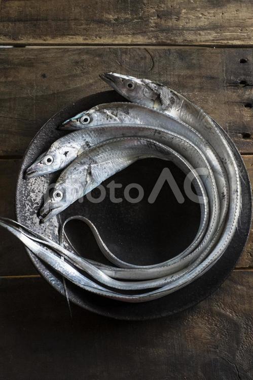 和食器の上のタチウオ_黒いお皿_四匹 タチウオ,太刀魚,たちうおの写真素材
