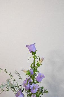 紫のカンパニュラの写真