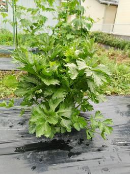 セロリ セロリ,栽培,家庭菜園の写真素材