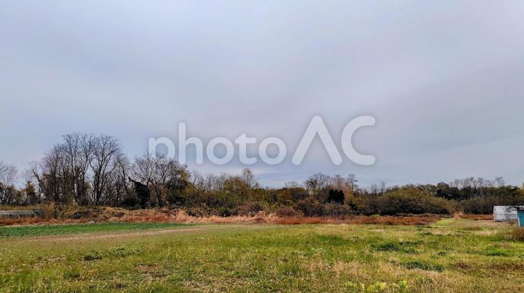雑木林と耕作放棄地 耕作放棄地,雑木林,曇天の写真素材