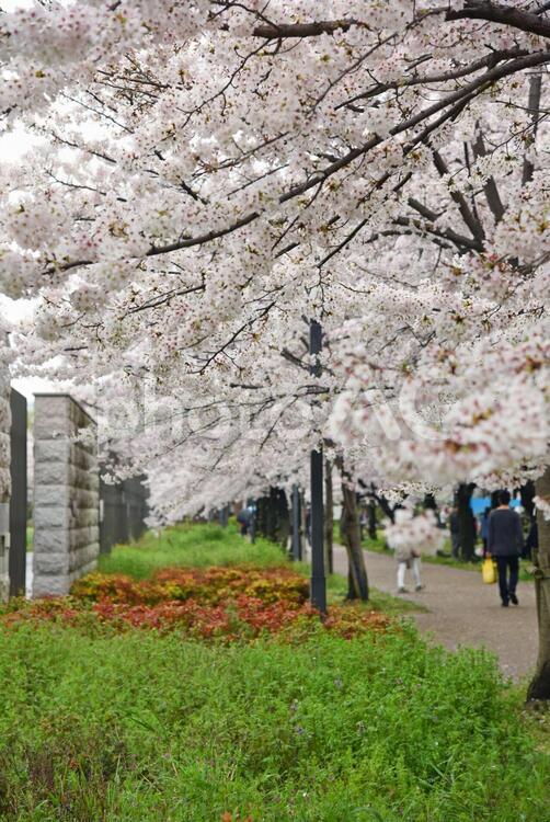 大阪の桜03／大川沿い付近 お花見,つぼみ,ソメイヨシノの写真素材