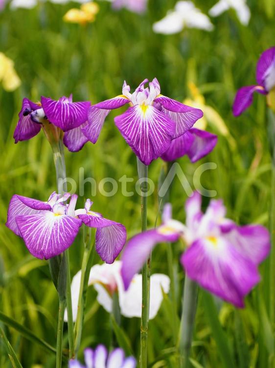初夏の花・花菖蒲（館林市つつじヶ丘公園） 初夏,花菖蒲,つつじが丘公園の写真素材