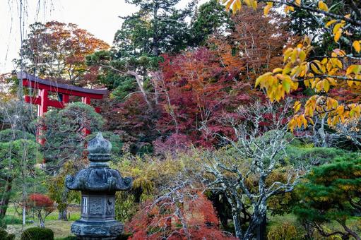 塩釜神社の秋景色⑿ 秋,紅葉,モミジの写真素材