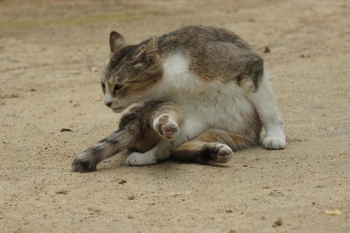ねこ ねこ のらねこ,にゃんこ,可愛いの写真素材