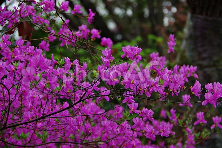 ツツジ咲く里山にて コバノミツバツツジ,ツツジ,春の花の写真素材