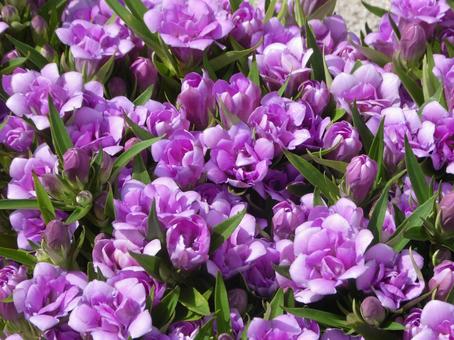 リンドウの花 八重咲 あしろブーケ ロゼ リンドウの花 八重咲 あしろブーケ ロゼ 花,秋,リンドウの写真素材