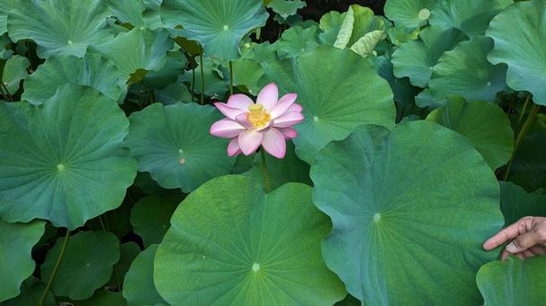 ピンクの蓮の花 蓮,ハス,花の写真素材