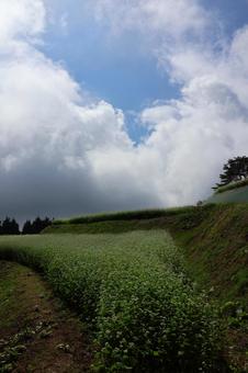 ９月下旬のまんのう町島ヶ峰の天空のソバ畑の写真