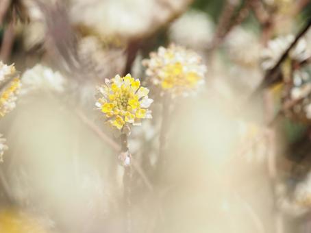 ミツマタの花 ミツマタの花の写真