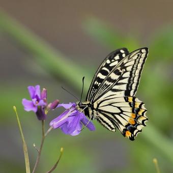 ナミアゲハ ナミアゲハ ナミアゲハ,アゲハチョウ,アゲハ蝶の写真素材