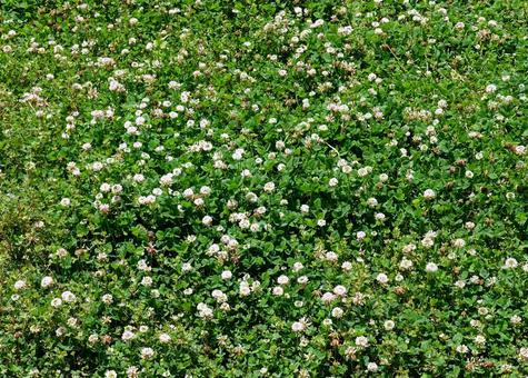 一面のクローバーのテクスチャ 一面のクローバーのテクスチャ クローバー,花,テクスチャの写真素材
