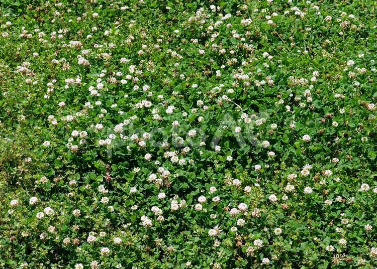 一面のクローバーのテクスチャ クローバー,花,テクスチャの写真素材