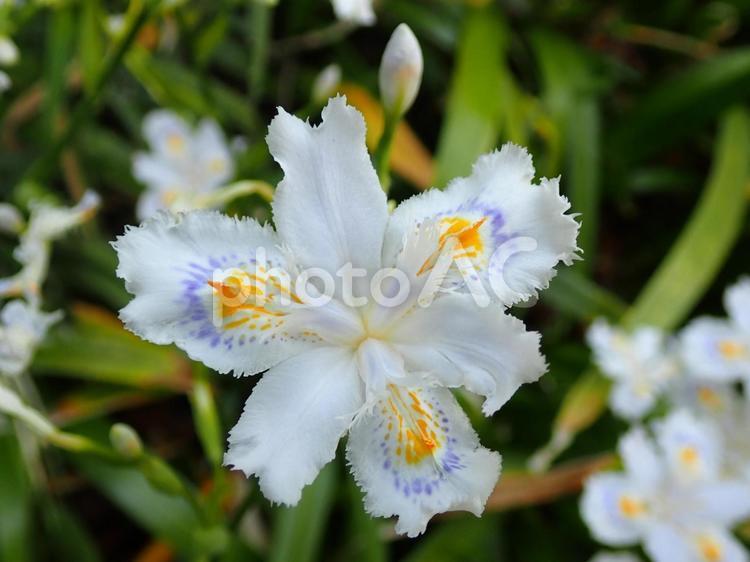 【しゃがの花】一輪のアップ しゃが,白,黄色の写真素材