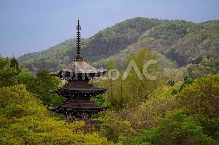 五重塔と新緑⑵ 春,自然,五重塔の写真素材