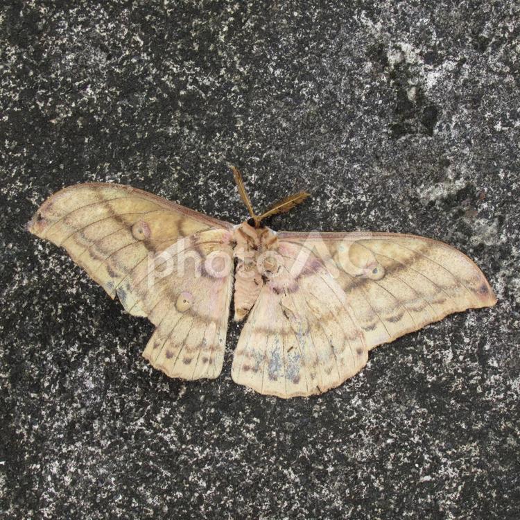 住宅地の路面で行き倒れていたヤママユガ ヤママユガ,蛾,虫の写真素材
