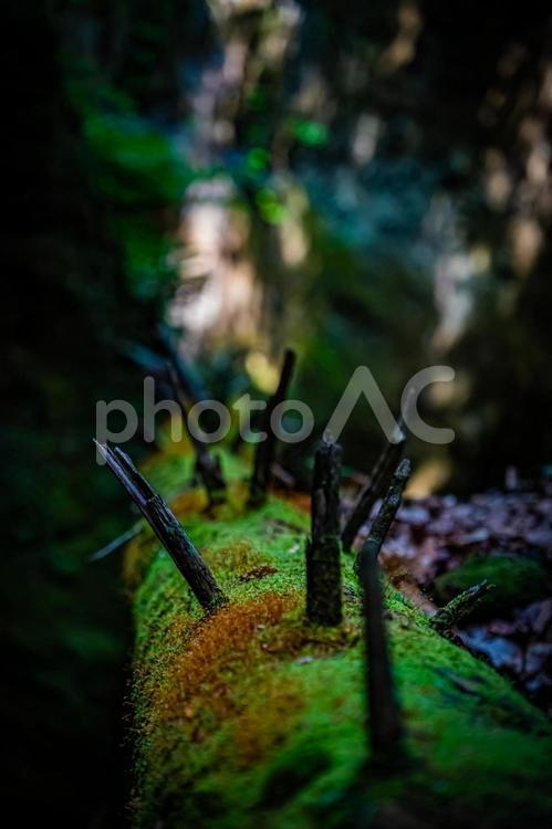 北海道　支笏湖　苔の回廊 北海道,hokkaido,支笏湖の写真素材