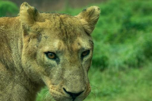 メスライオン メスライオン ライオン,多摩動物園,動物園の写真素材