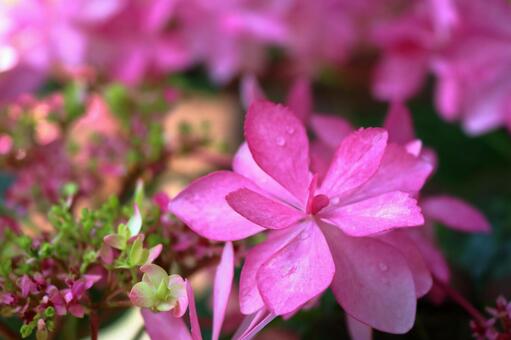 あじさいの写真