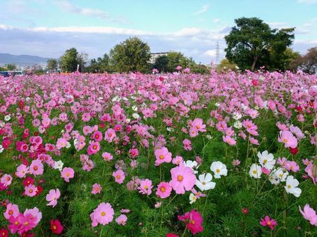 ピンクと白の秋桜の花畑の写真