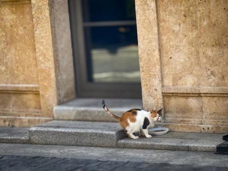 石造りの街角で食事をする三毛の野良猫 石造りの街角で食事をする三毛の野良猫の写真
