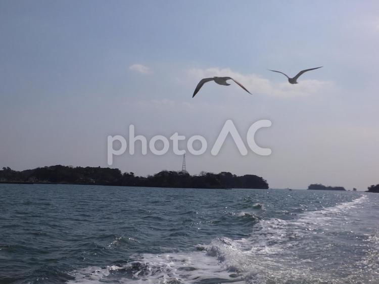 あなたとともに カモメ,鳥,空の写真素材