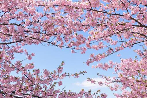 満開の河津桜 河津桜,サクラ,桜の写真素材