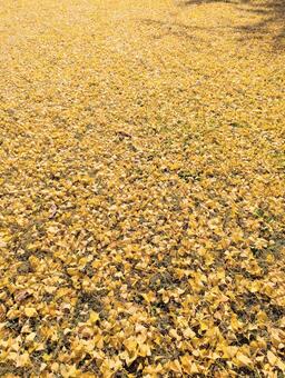 イチョウの絨毯 イチョウ,銀杏,秋の写真素材