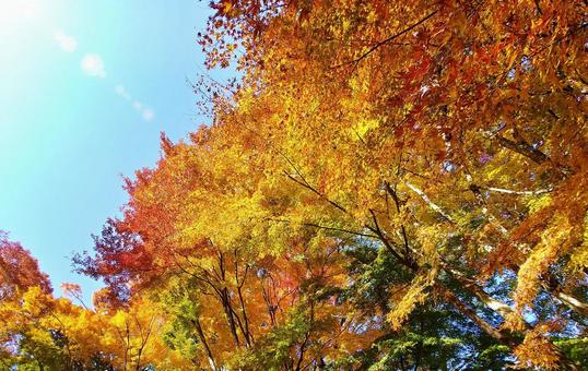 晩秋のカラフルな木々の紅葉 晩秋のカラフルな木々の紅葉 紅葉,木々,秋の写真素材