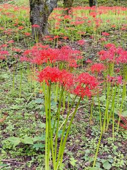 彼岸花 彼岸花 彼岸花,曼珠沙華,赤の写真素材