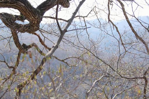 山の景色 山の景色 森,木,山の写真素材