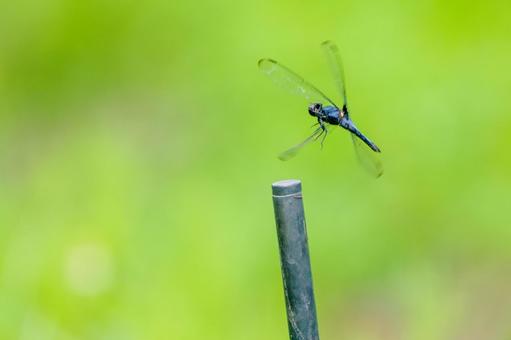 Photo, dragonfly, coconut shell, male, 
